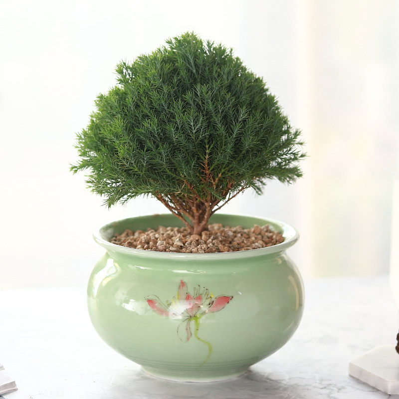 雾凇盆景绿色桌面植物雪松盆栽办公室室内四季绿植