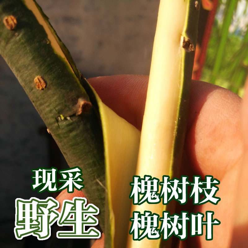 包邮野生中药材 熏洗药材 老国槐树皮 内皮 槐白皮 槐花树皮500克