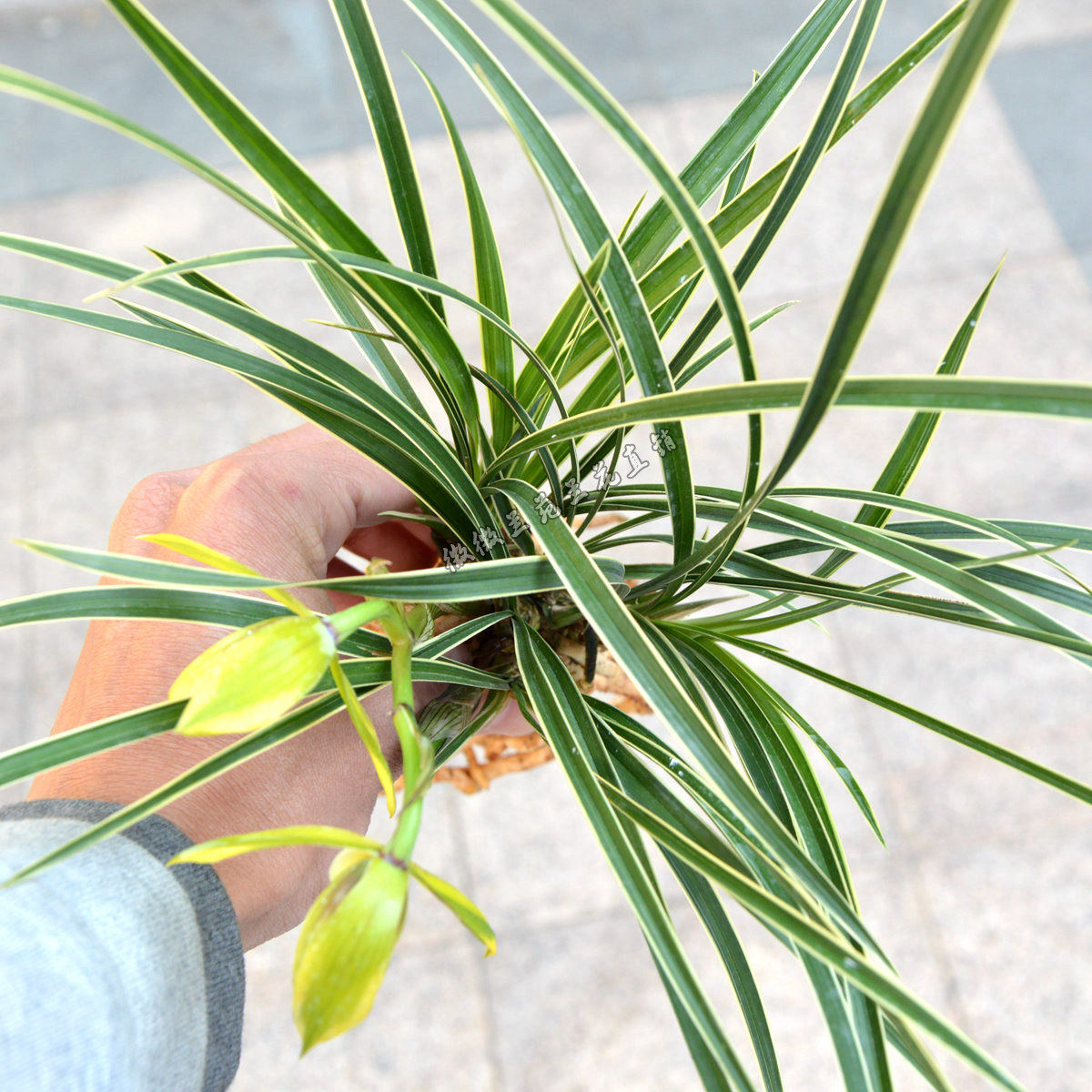 兰花艺细叶承诺正品盆栽花卉室内绿植花苗边线时令草本花卉