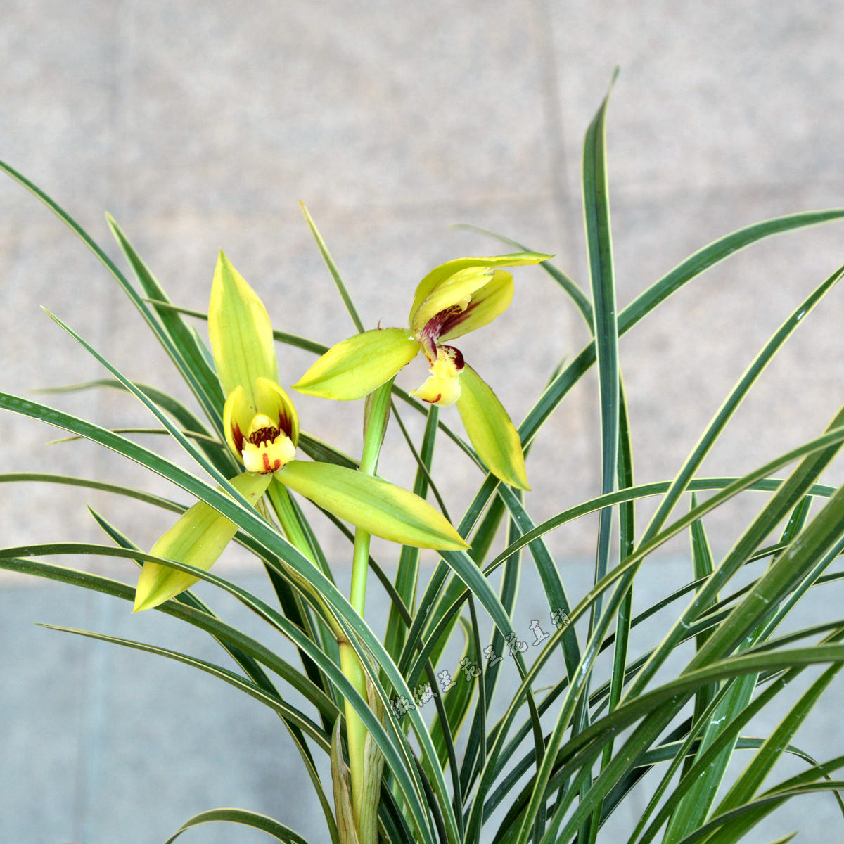 兰花艺细叶承诺正品盆栽花卉室内绿植花苗边线时令草本花卉