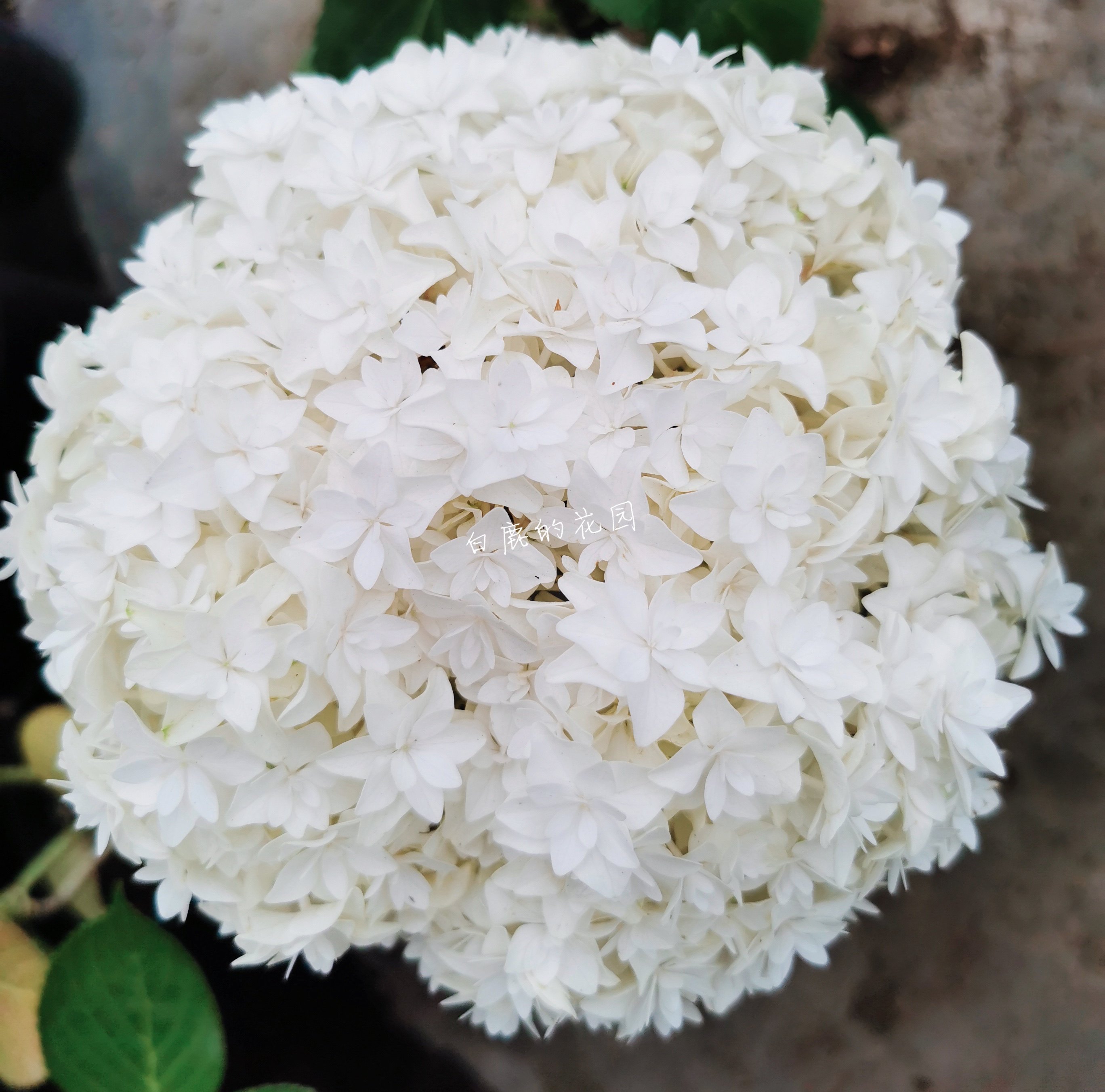 白鹿花园新品绣球卡伦安妮公主31b尤里列车reiwa时令草本花卉