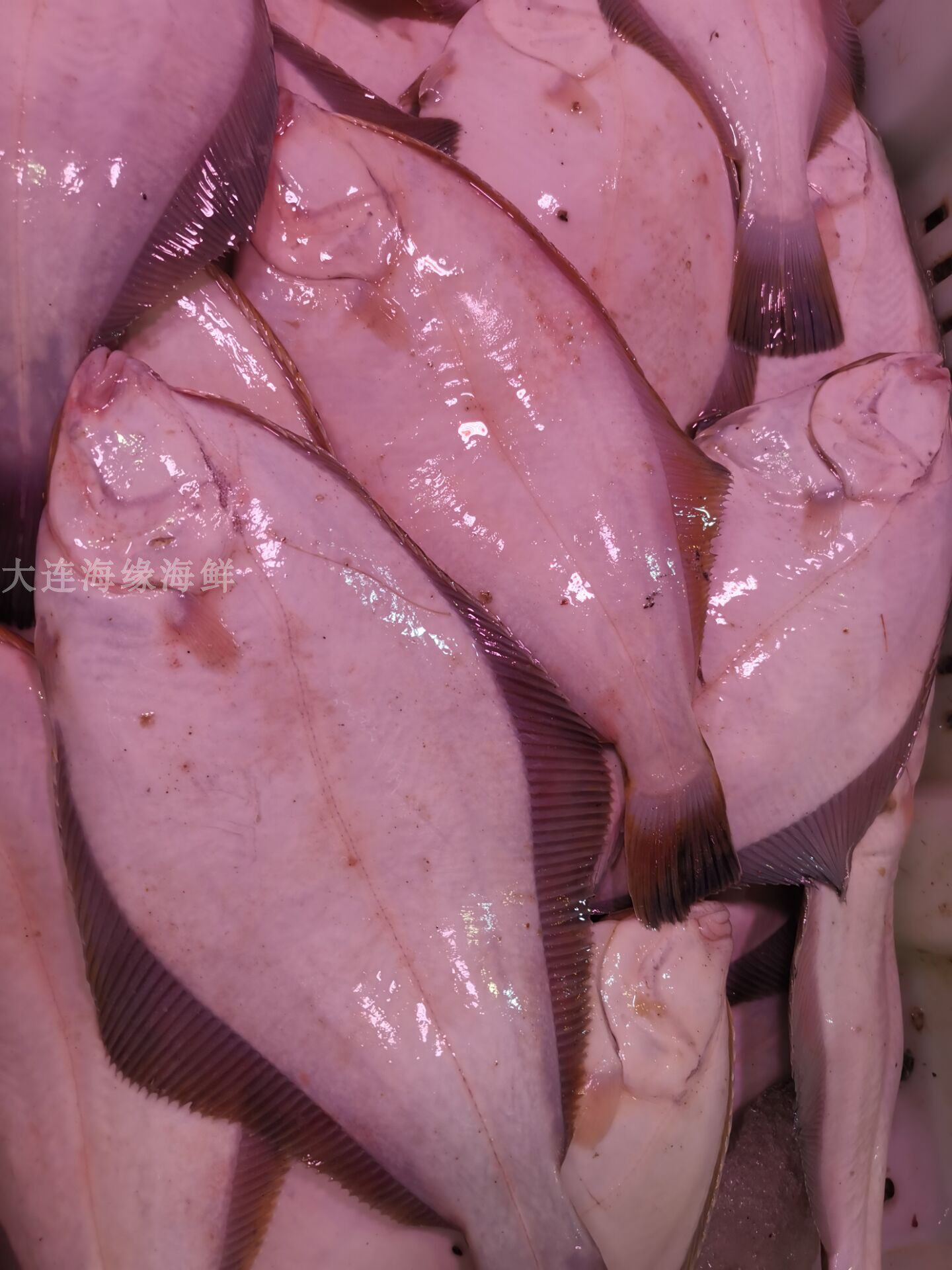 新鲜子鱼大连海鲜石匠122斤石夹石甲鲽鱼比目鱼比目鱼