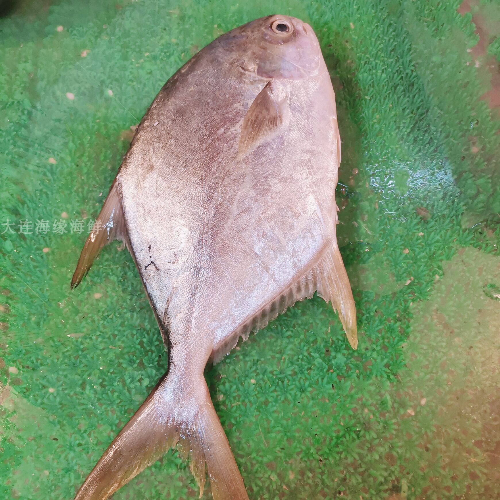 新鲜鲳鱼金鲳鱼500g称重销售扁平平鱼大连海鲜比目鱼