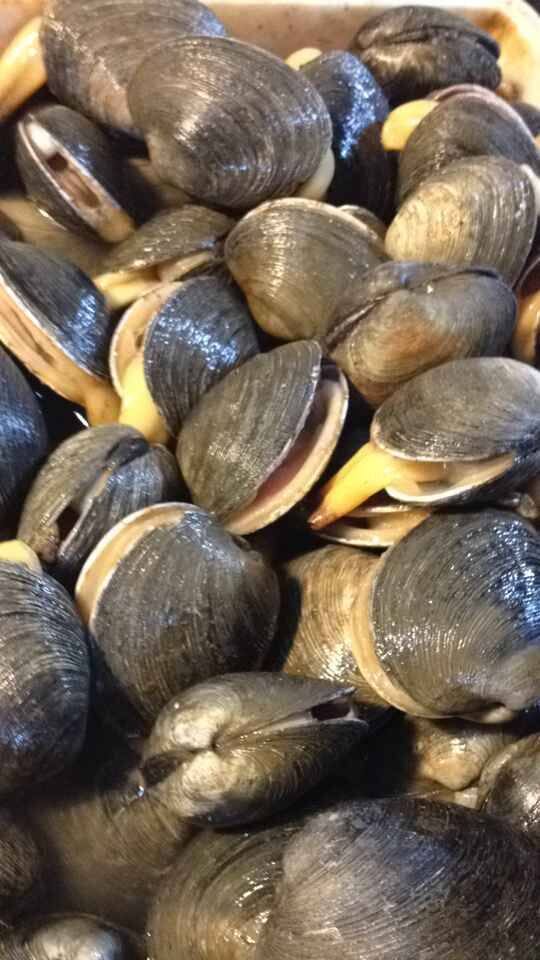 鲜活天鹅鹅蛋1斤57只新鲜紫石房大蛤活贝发货贝类制品