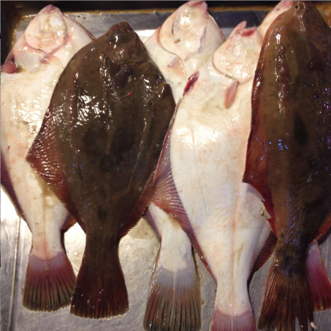 新鲜子鱼大连海鲜石匠122斤石夹石甲鲽鱼比目鱼比目鱼