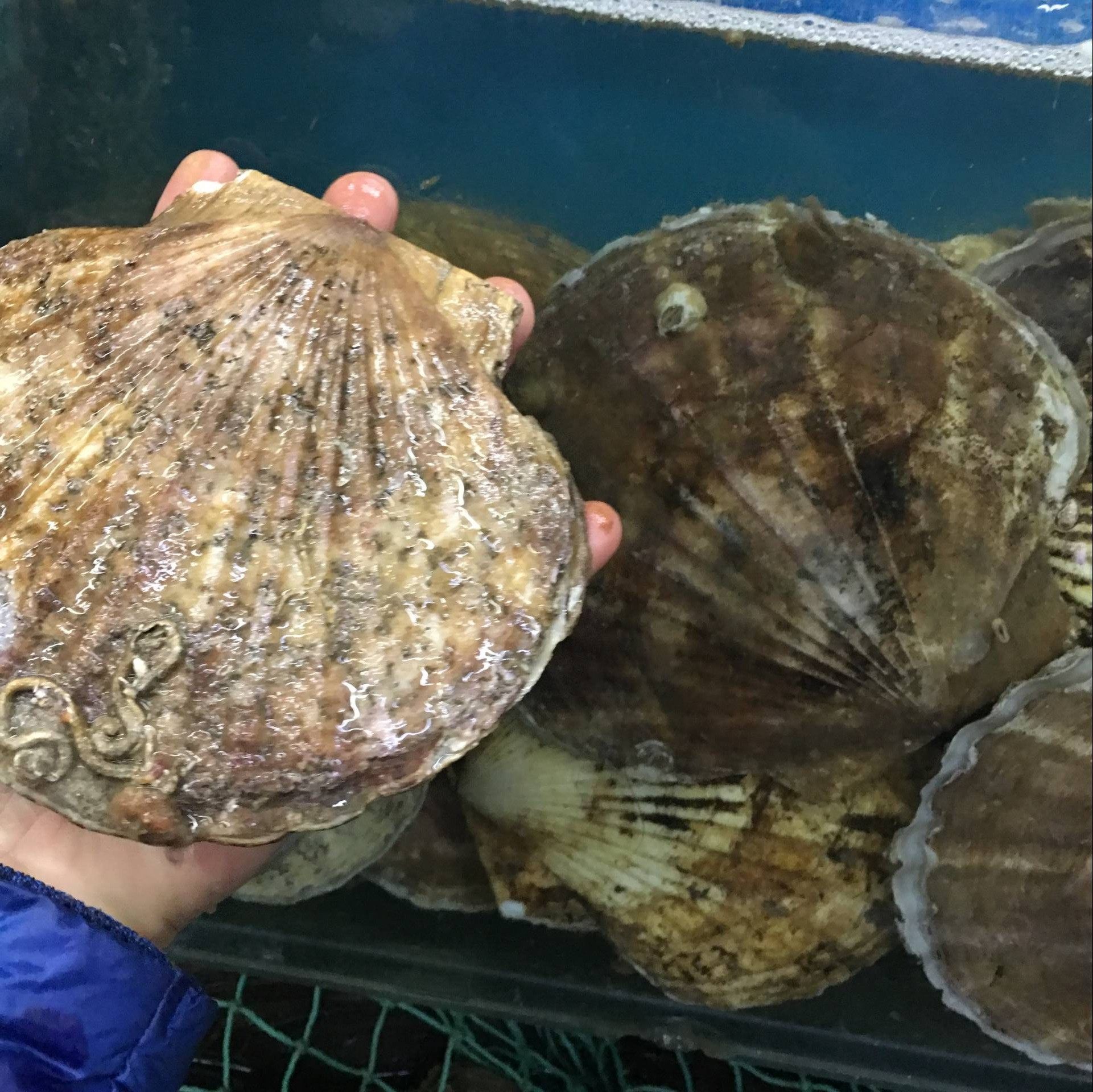 大连虾夷夏夷规格多重8两500g4扇贝鲜活海鲜贝类制品