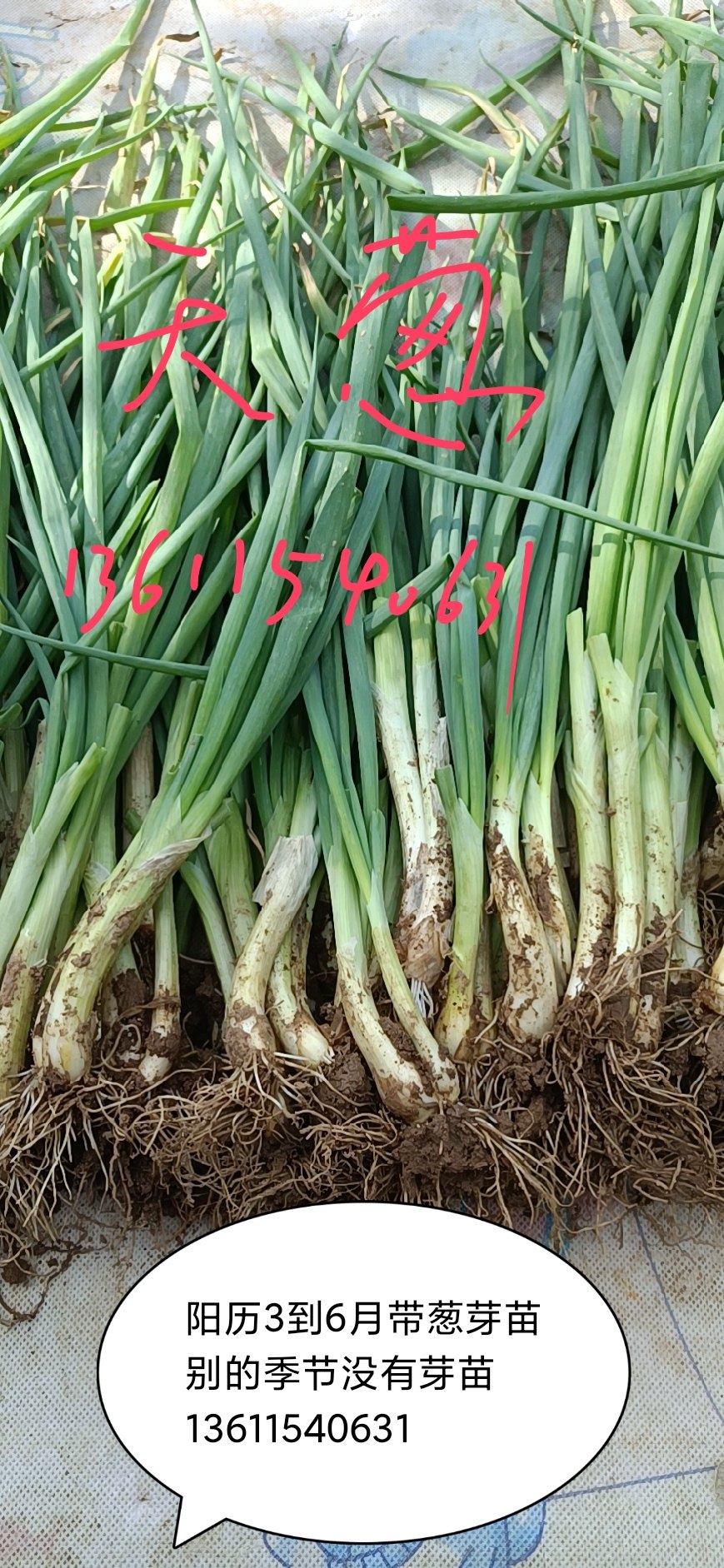 天葱盆栽苔儿龙爪母葱楼观音鲜葱种苗过冬春天宿根