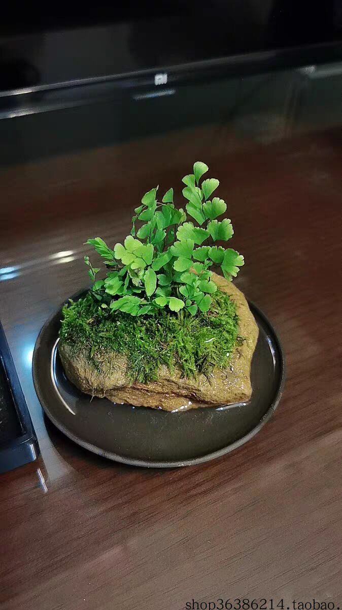 纯天然浮石火山山石桌面花盆盆栽田园花卉多肉花盆