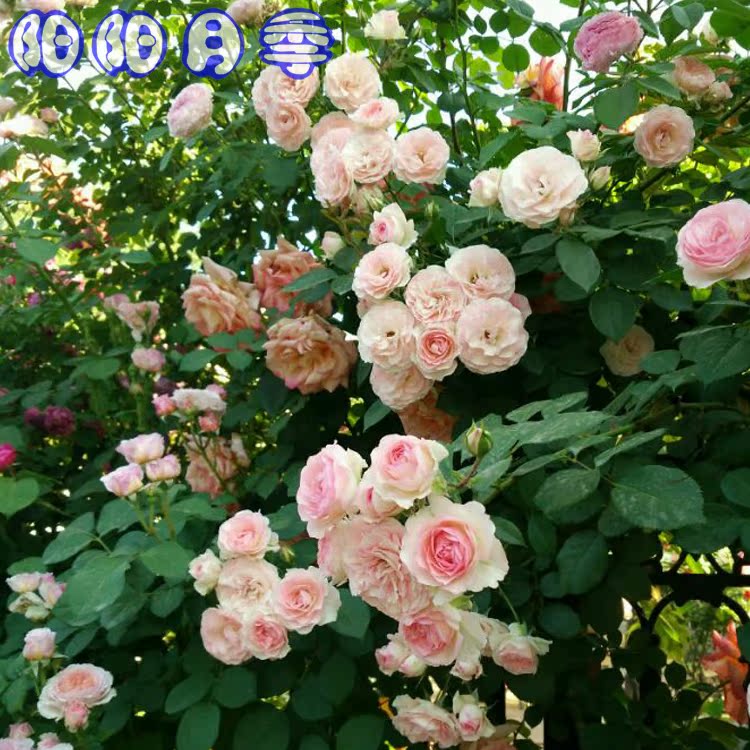 藤小伊 藤本月季庭院阳台花卉观花植物玫瑰花盆栽带叶