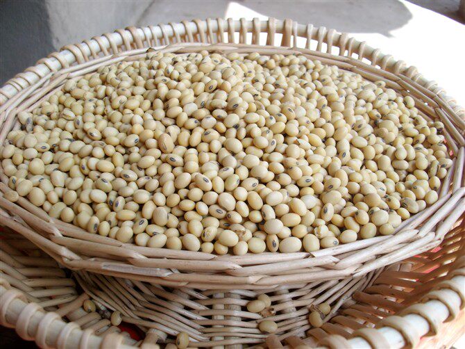 黄豆农家自种品种大豆自留转基因豆浆豆芽3斤黄豆