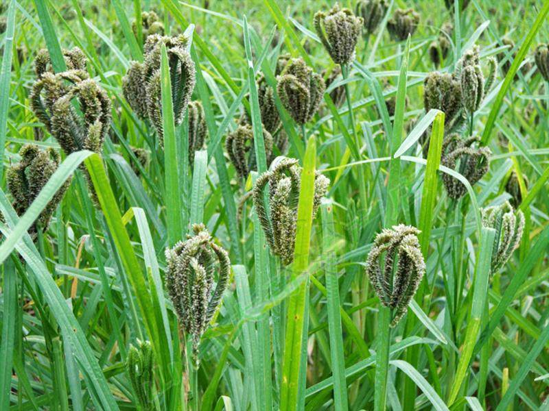 米粉客家纯粟婴儿粟米鸭脚蹄粟龙爪拳头粟粉面粉