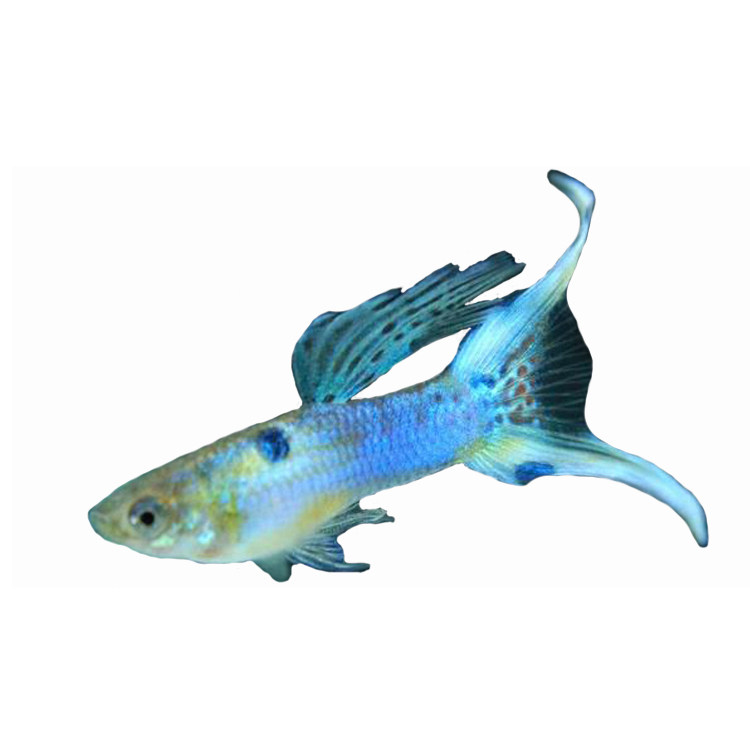 水族孔雀活体天空双剑凤尾鱼热带淡水观赏鱼小型鱼