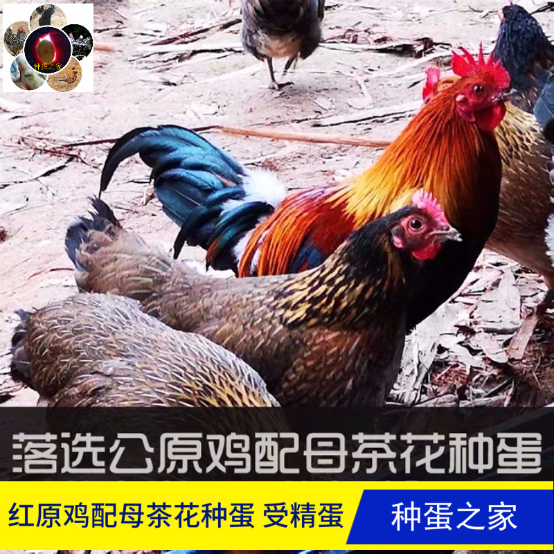云南茶花鸡种蛋受精蛋可孵化原种鸡蛋土鸡蛋小脚鸡青脚麻鸡原土鸡