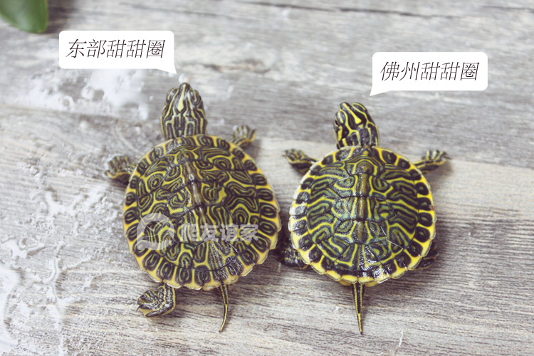 大河甜甜圈龟苗活体佛州甜甜圈黄耳东西锦巴西龟火焰