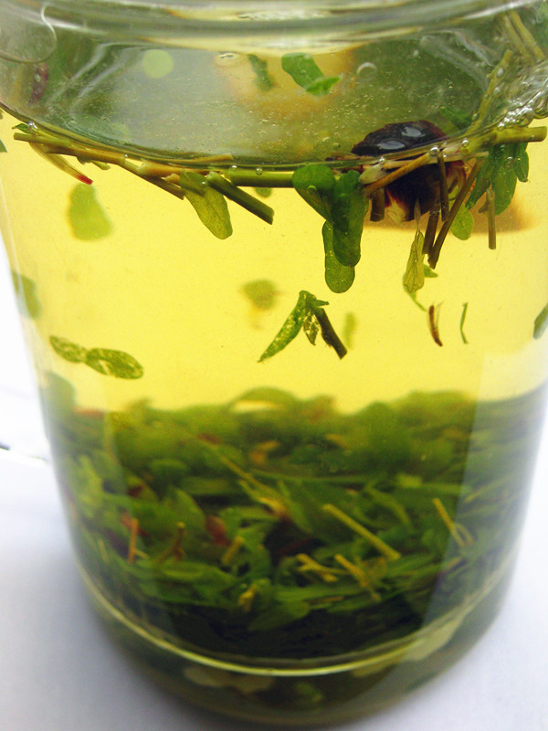 广西野生鸡骨草茶叶相思藤叶友记益生茶灵山相思茶 凉茶 半斤包邮