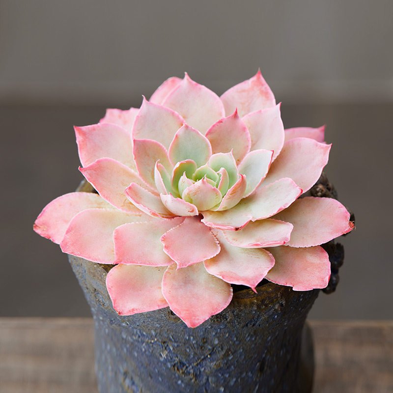 植物美诺花园pinky粉红天使云南南多阳台办公室肉肉多肉植物