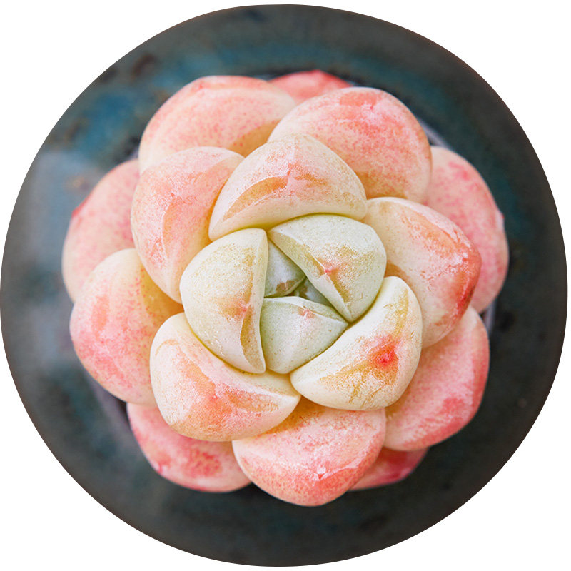 美诺花园冰玉冰淇淋多肉植物桌面防辐射小盆栽办公室绿植肉肉植物