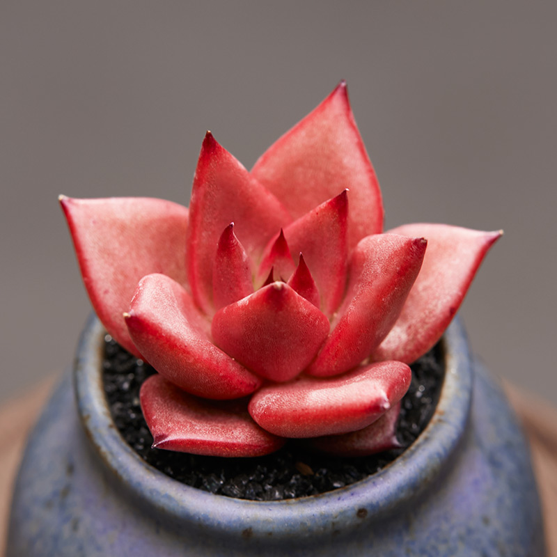 植物美诺花园罗密罗密欧欧多阳台办公室东云系肉多肉植物