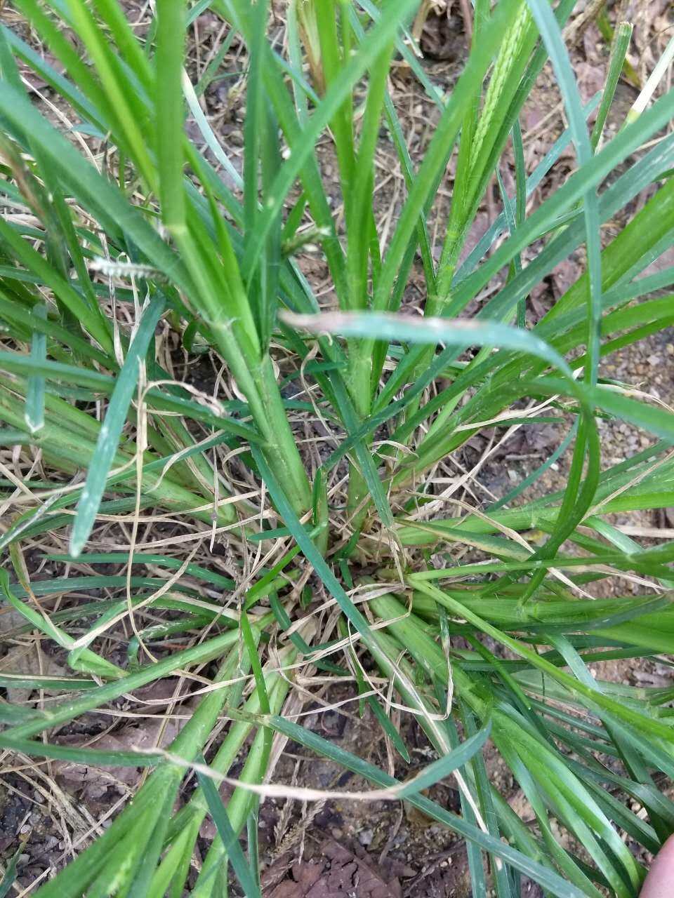 牛筋草2018新款正宗野生500g包邮中药材直销正品承诺农夫巴巴推荐