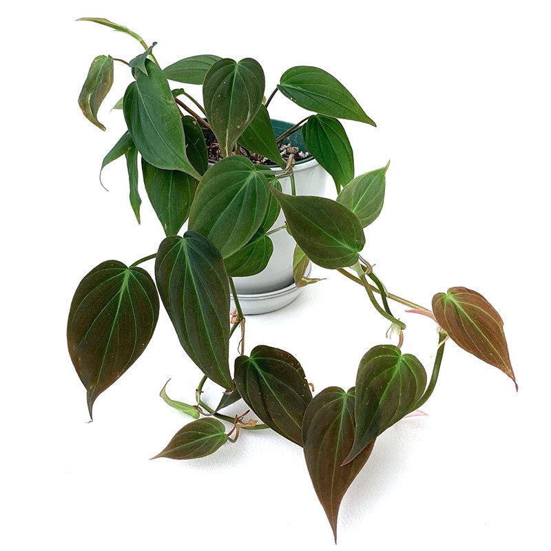 云母蔓绿philodendronmicans进口网红室内盆栽绿植绿植