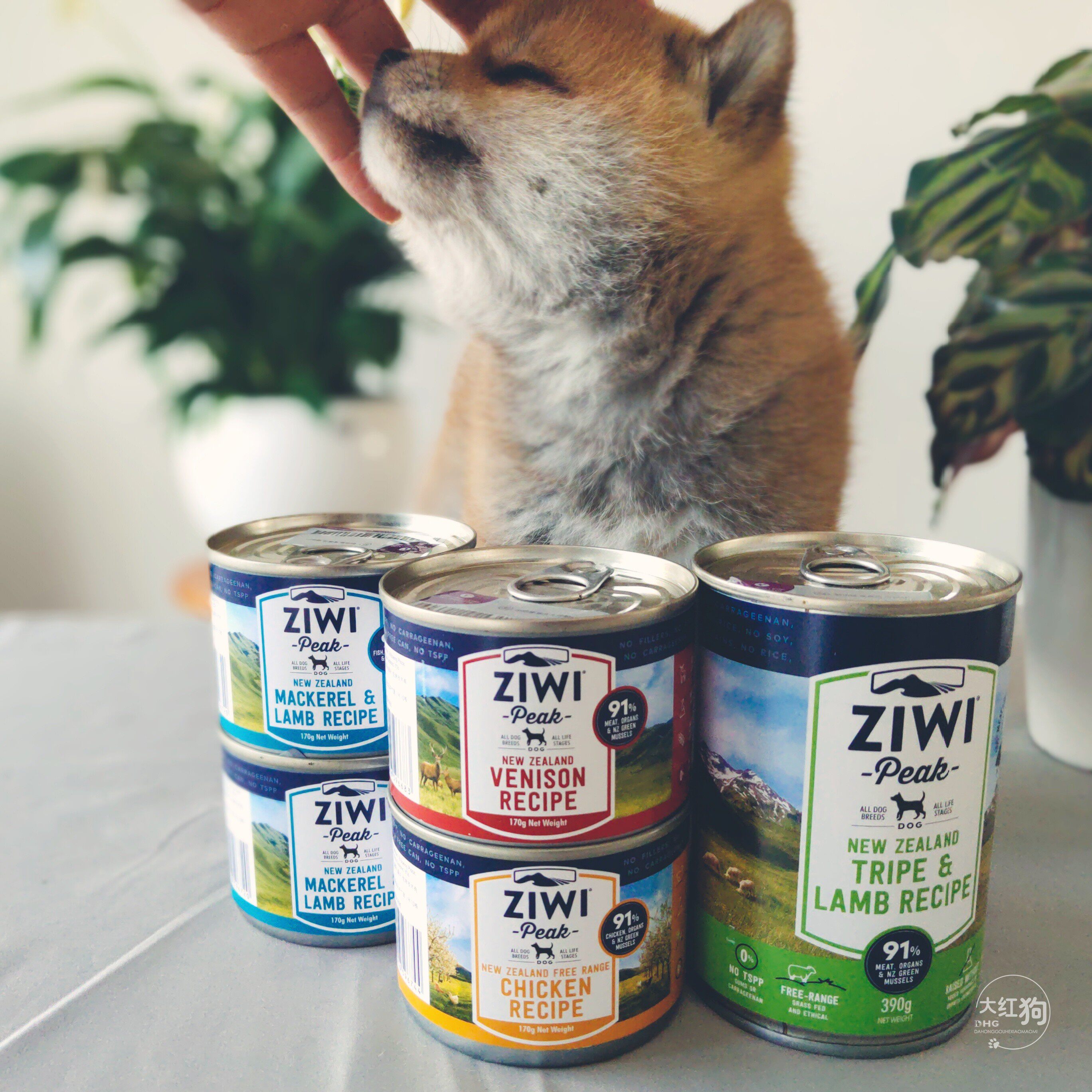 我的个神啊ziwi滋益巅峰狗罐头柴犬幼犬湿粮零食鲜肉粮牛肉羊肚