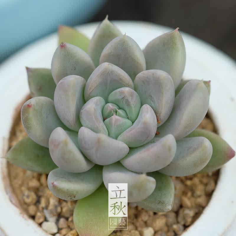 立秋园艺 多肉植物 肉肉植物 正版 星谷 星云 非杜里万 一物一拍