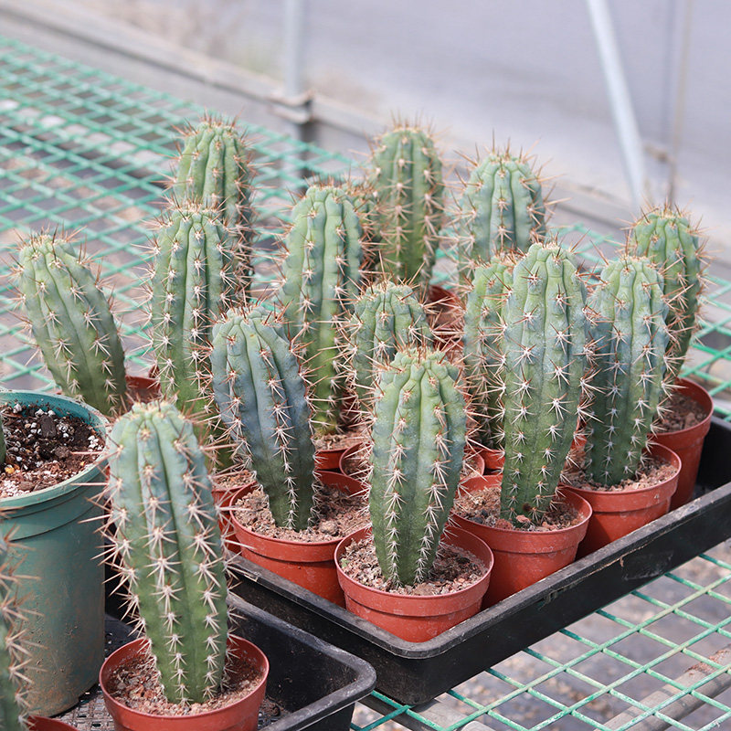 心儿花开开园艺场蓝色佛塔塔柱仙人掌多肉植物多肉植物