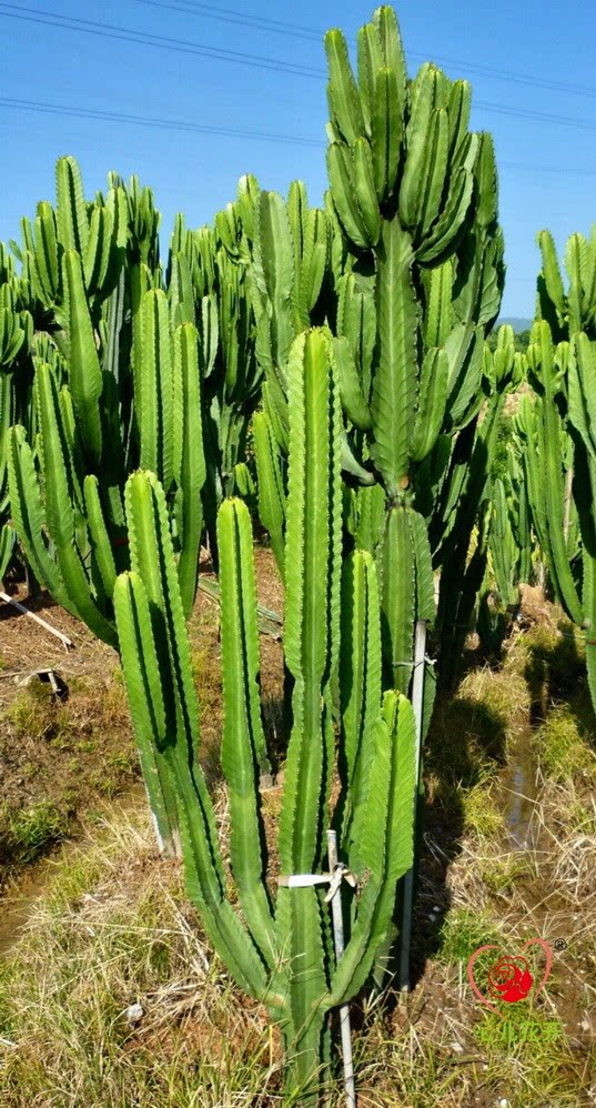 心儿花开开园艺场大戟阁无刺大型多肉植物多肉植物