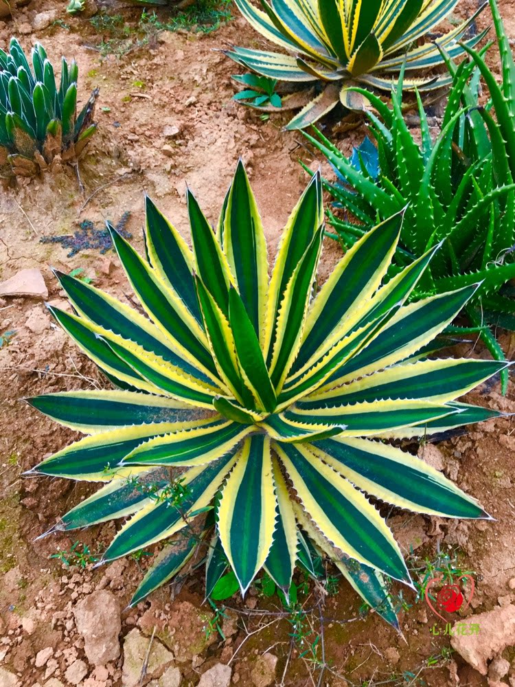 心儿花开开园艺场五色万代龙舌兰属多肉植物多肉植物