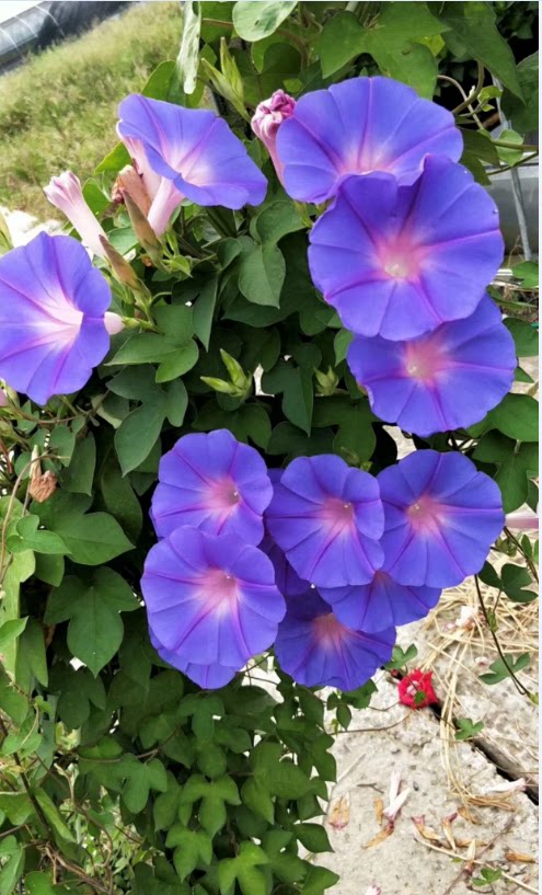 牵牛果果花铺多年生美国国大英国宿根牵牛花花苗时令草本花卉