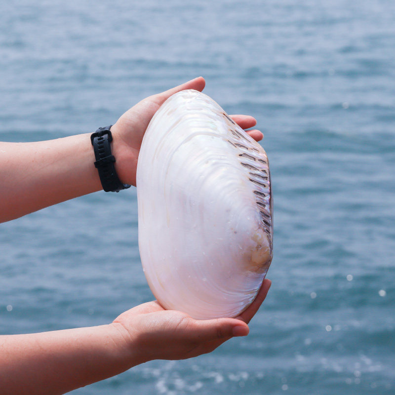 天然贝壳海螺超大荧光珍珠夜光蚌壳地中海家居海螺