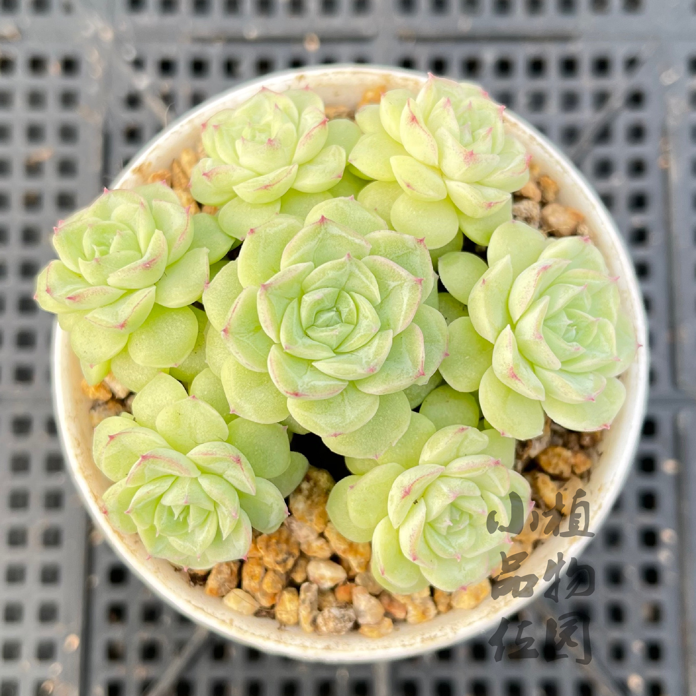 白天鹅麦秆多肉植物一物一拍群生单头绿植盆栽多肉植物