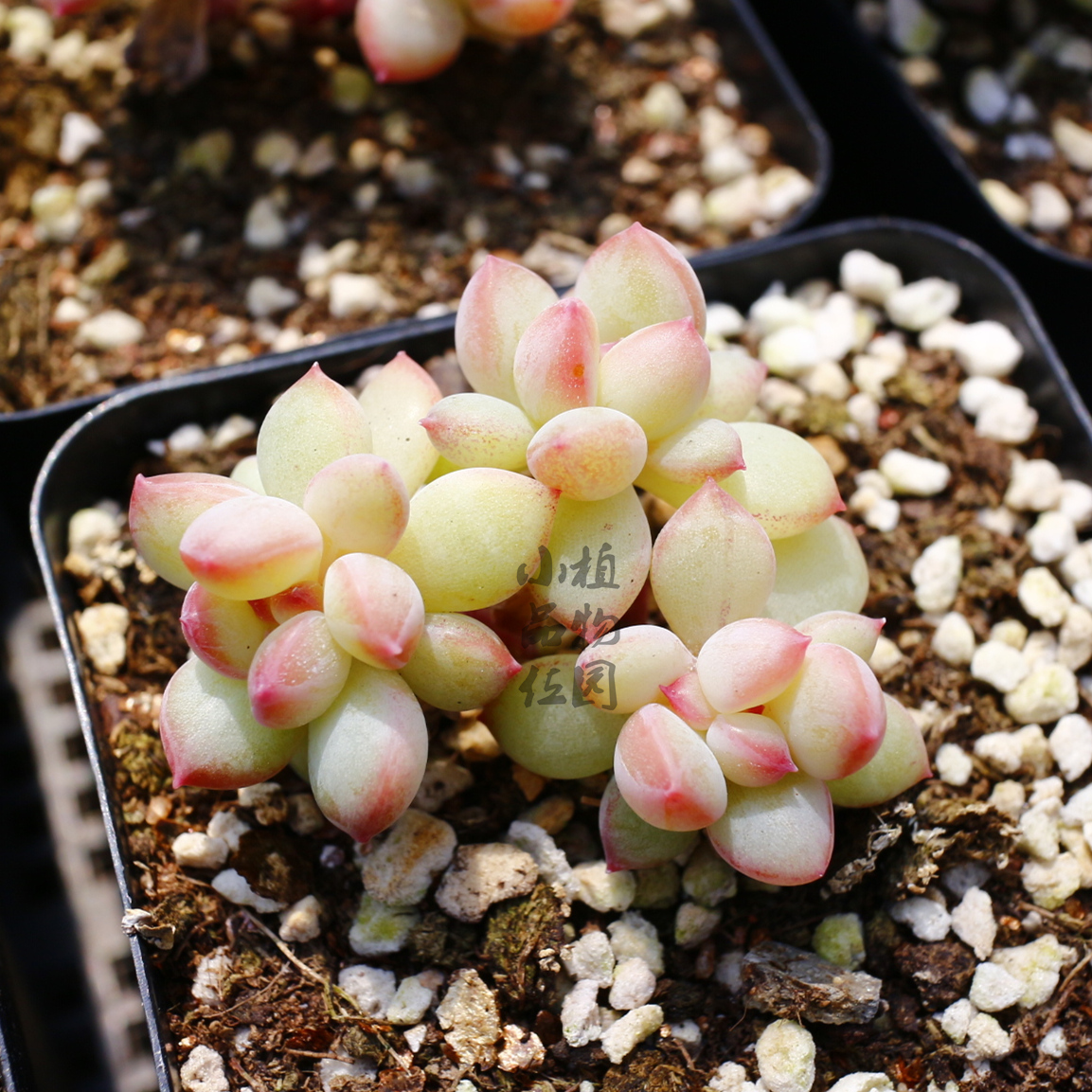 蜜糖多肉植物新品一物一拍群生绿植盆栽小品多肉植物