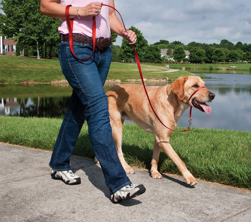 随行神器petsafe gentle leader/easywalk宠物狗大型