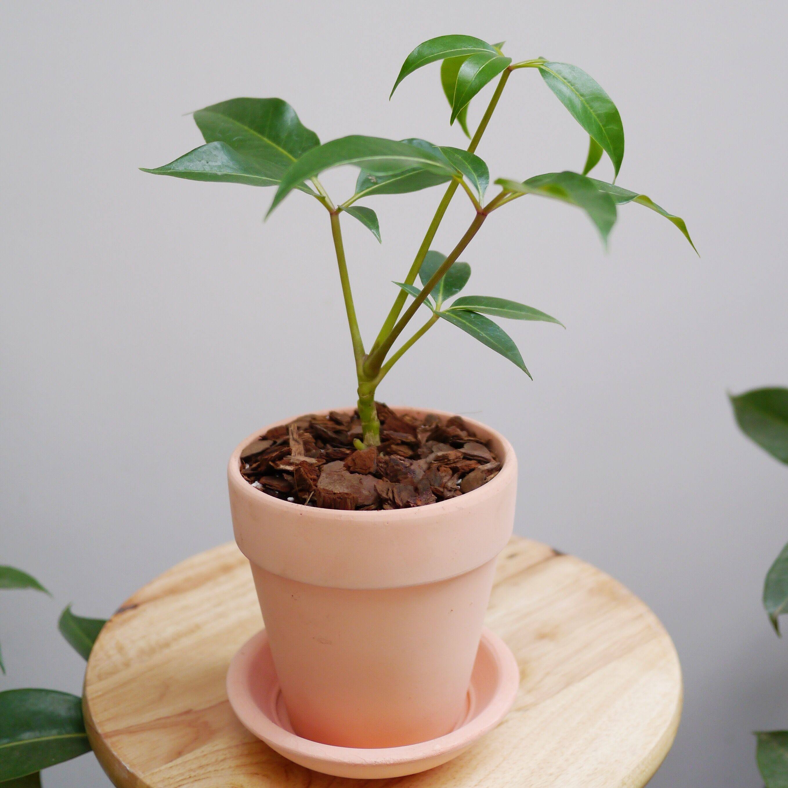 盆栽日本绿植植物叶植物桌面观即景室内大叶到手绿植