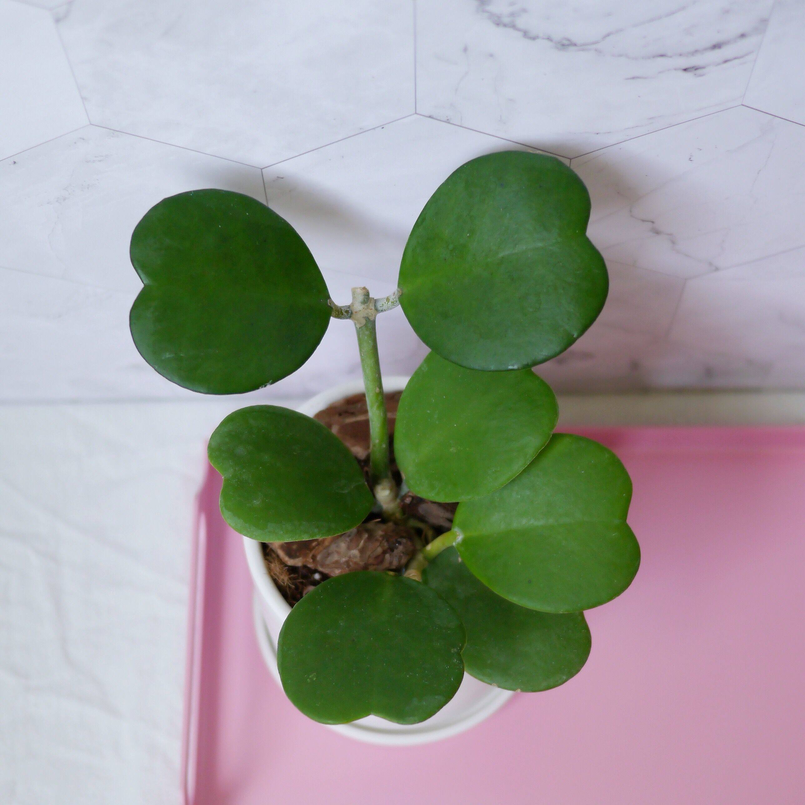 心叶球兰爱心型叶片多肉植物情人球兰爬藤盆栽垂吊植物球兰花苗