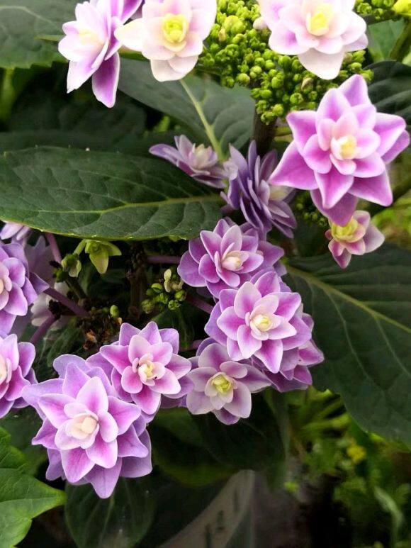 花漾河谷雨中曲进口平顶型绣球新老开花时令草本花卉