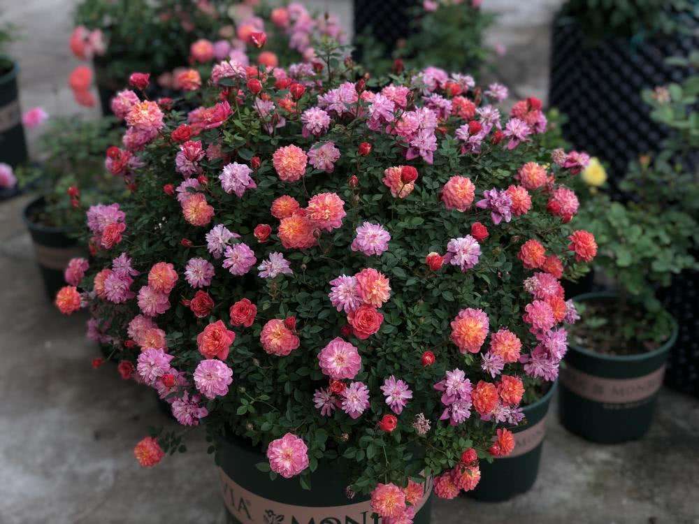 花漾河谷捉迷藏躲躲躲藏超级微型月季株型非常时令草本花卉