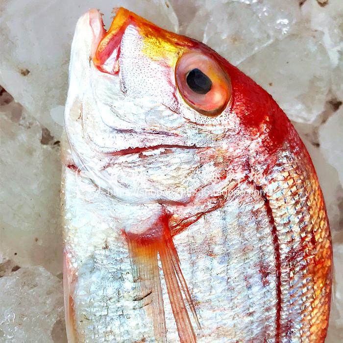新货东海红鲷鲜活加吉冷冻铜盆鱼深海鱼海鲜其它