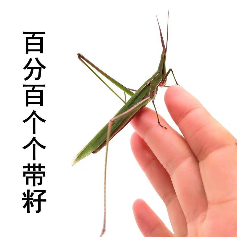 新鲜冷冻中华华剑角蝗马甲扁担尖头蚂蚱蚱蜢其他食品