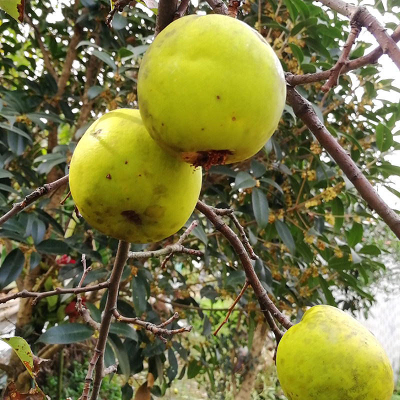木瓜 新鲜闻香酸硬青黄宣木瓜室内除味清香药用泡酒1斤500g克包邮