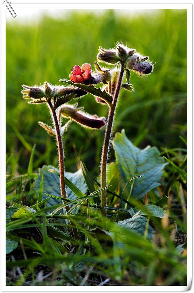 太行山天然野生生地黄生地片500g可代磨生地粉300克另有生地个