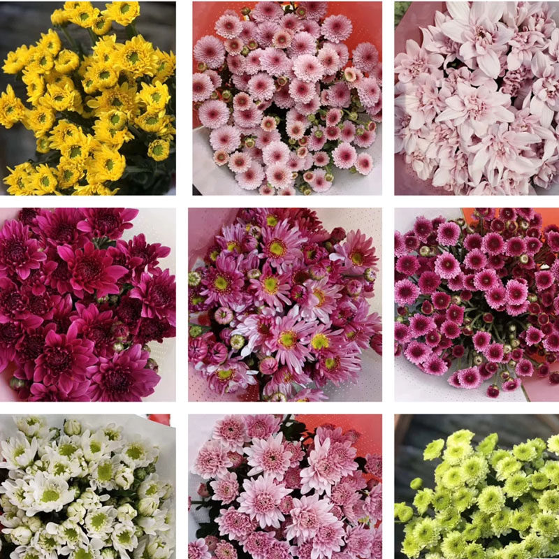 绿精灵小雏菊鲜花家用水养鲜切花插花迷你菊办公会议插花-mc母婴网