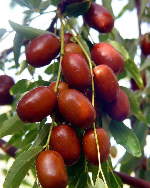 米兰原枣灰枣一级正宗新疆团子母河有机肥若羌枣类制品