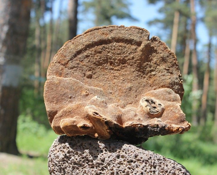 野生松针长白山层孔灵芝林芝整枝灵芝