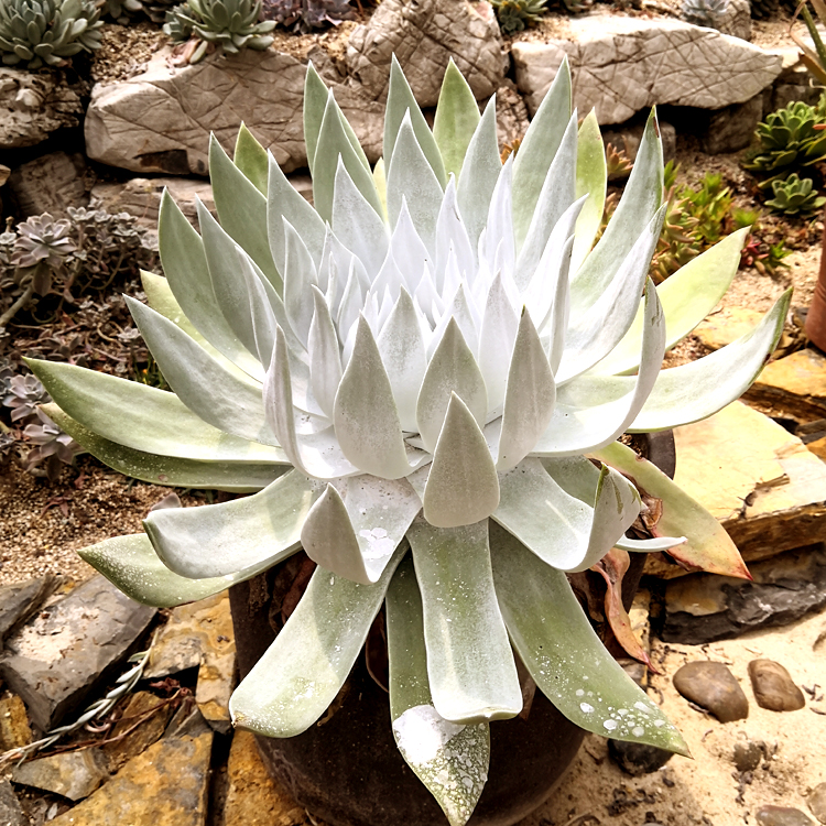 仙女花龙园艺雪山系列多肉植物地直多肉植物