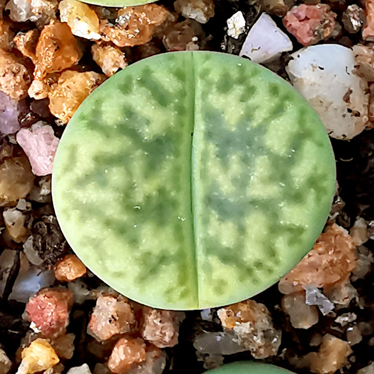 花龙园艺c362黄鸣弦玉柘榴玉系列编号生石花黄色绿色屁股pp