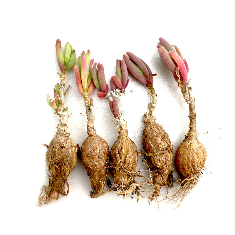 花龙园艺冰花块根番杏根系形如人参米白白色多肉植物