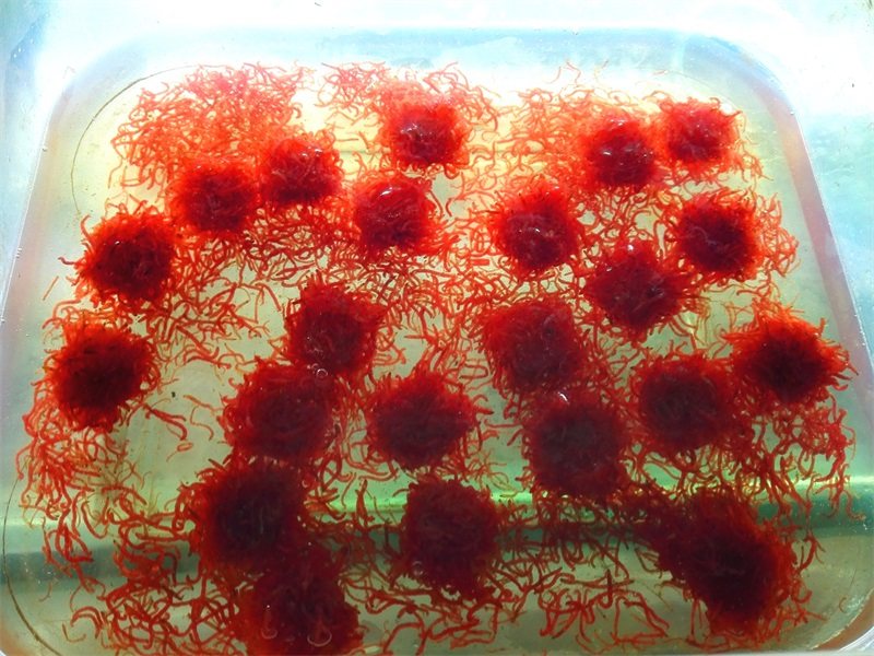 急冻新款北水中国冻赤虫特大号红虫罗汉七彩鹦鹉鱼兰寿鱼饲料鱼食