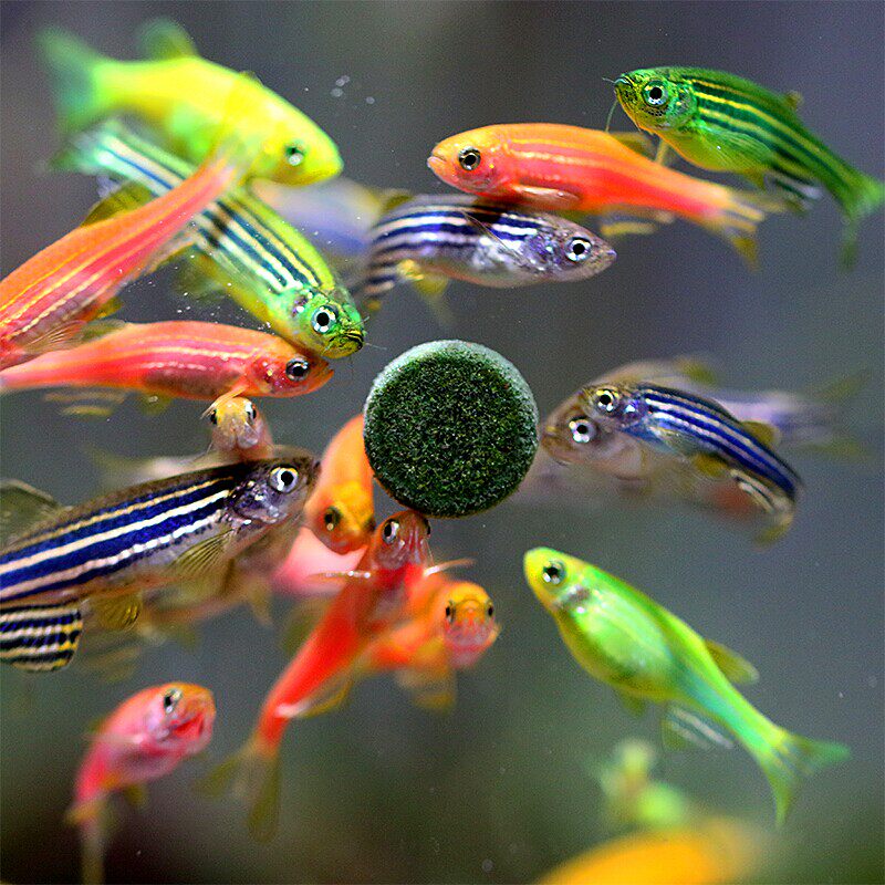 活体热带鱼小型鱼苗观赏鱼灯科红绿灯宝莲灯孔雀斑马鱼